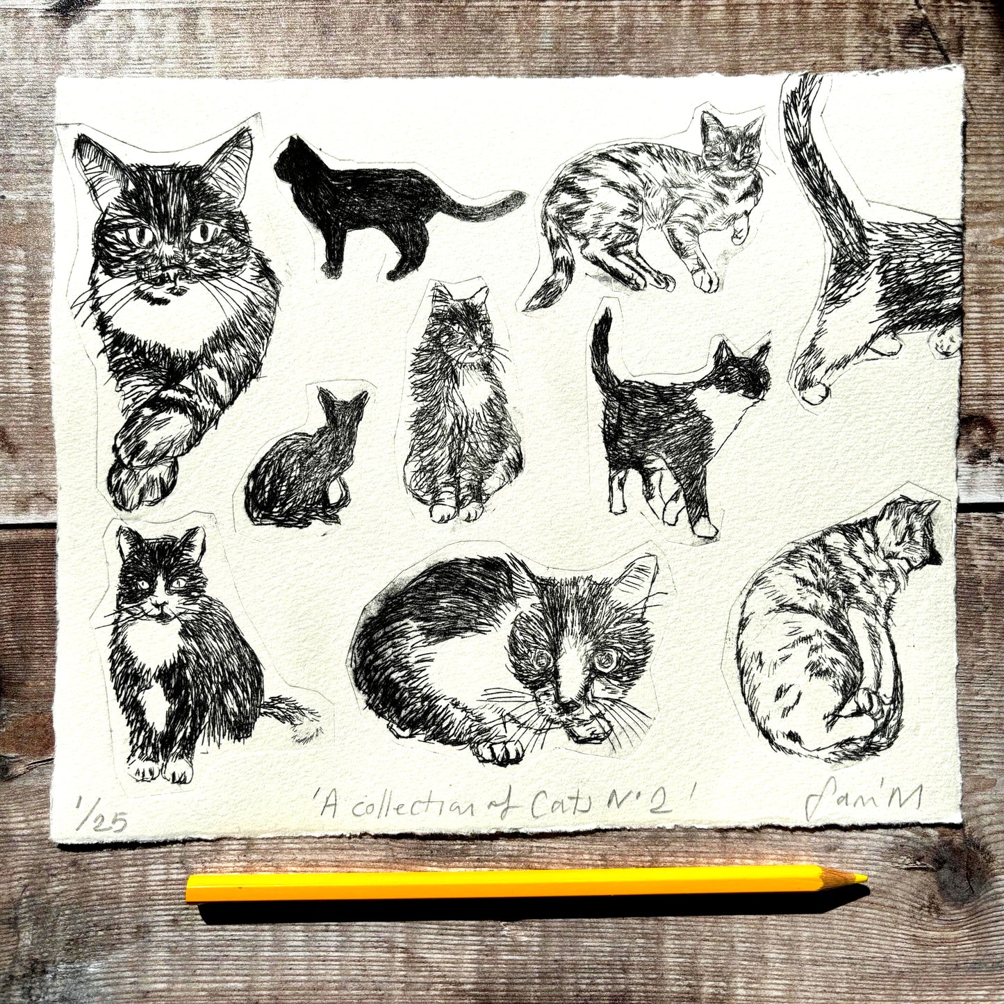 Collection of Cats No 2