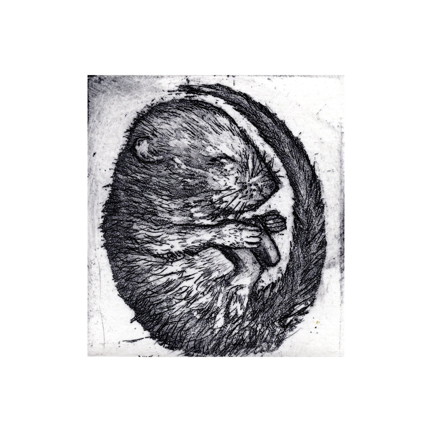 Dormouse